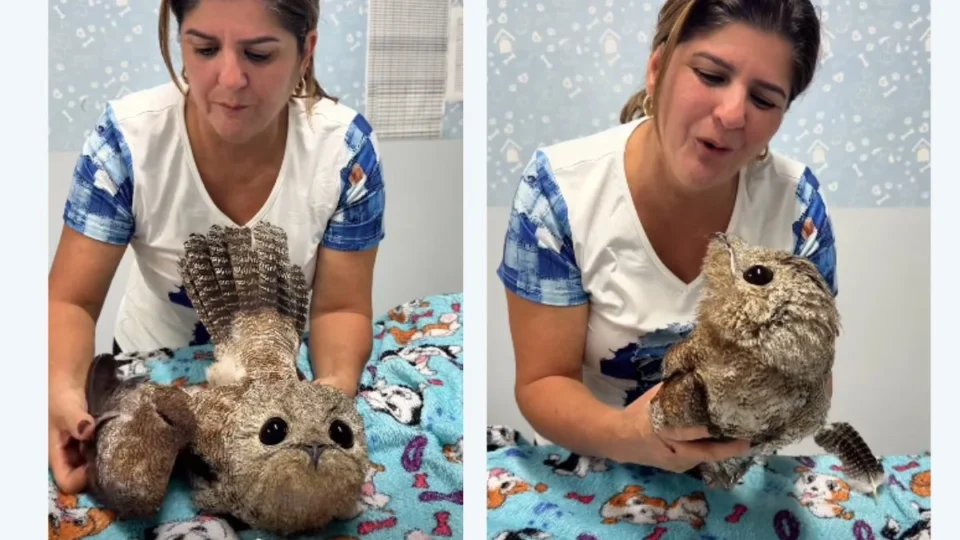 Urutau ferido é resgatado em Ji-Paraná e passa por recuperação