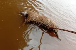 VÍDEO: Onça-pintada é encontrada morta boiando no Rio Guaporé em Cabixi (RO)