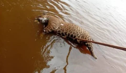 VÍDEO: Onça-pintada é encontrada morta boiando no Rio Guaporé em Cabixi (RO)