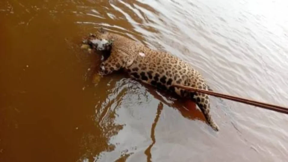 VÍDEO: Onça-pintada é encontrada morta boiando no Rio Guaporé em Cabixi (RO)