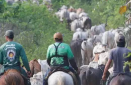 Vaqueiro do Ibama é assassinado durante desintrusão em terra indígena do Pará