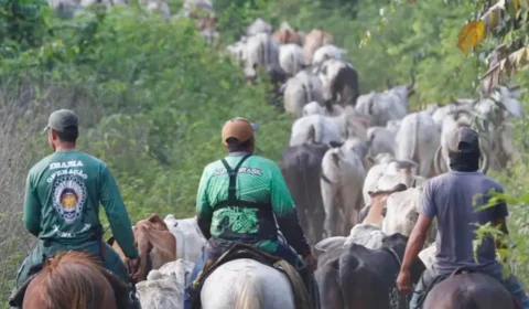 Vaqueiro do Ibama é assassinado durante desintrusão em terra indígena do Pará