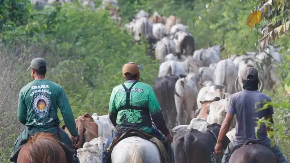 Vaqueiro do Ibama é assassinado durante desintrusão em terra indígena do Pará