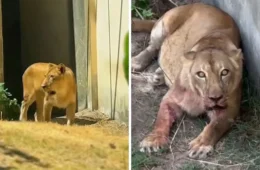 Leoa volta ao recinto dias depois de matar jovem que invadiu área do zoológico