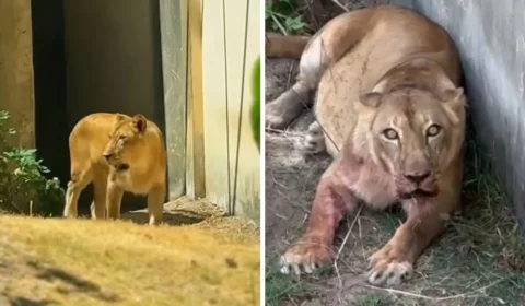 Leoa volta ao recinto dias depois de matar jovem que invadiu área do zoológico