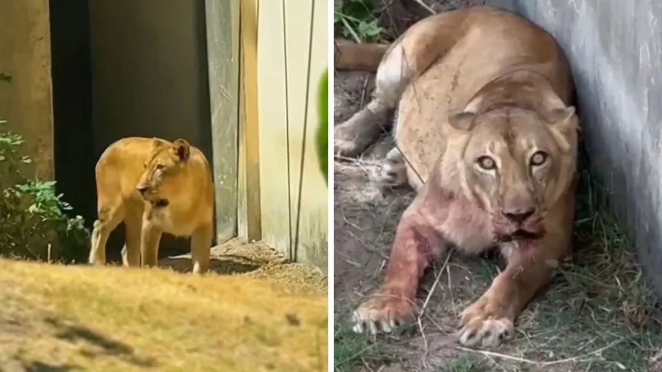 Leoa volta ao recinto dias depois de matar jovem que invadiu área do zoológico