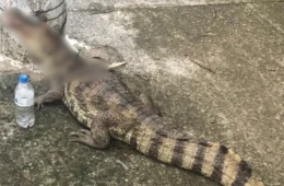 Jacaré é encontrado ferido e amarrado em poste de energia em Manaus