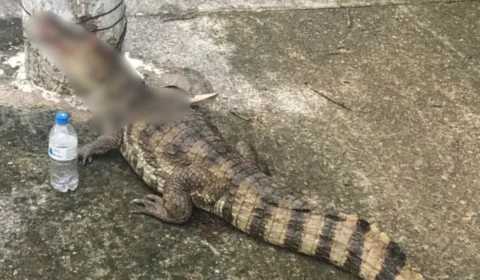 Jacaré é encontrado ferido e amarrado em poste de energia em Manaus