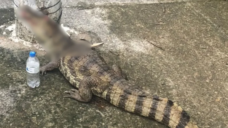 Jacaré é encontrado ferido e amarrado em poste de energia em Manaus