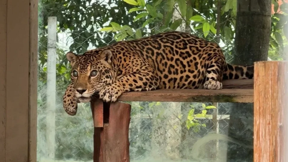 Conheça o trabalho de proteção das Onças na Amazônia