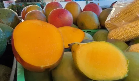 É tempo de manga: fruta rica em fibras e vitaminas A e C