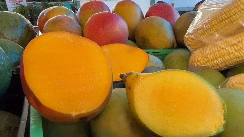 É tempo de manga: fruta rica em fibras e vitaminas A e C