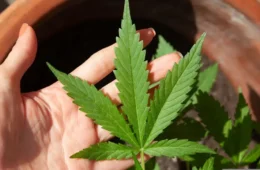 Anvisa autoriza cultivo de cannabis por empresas e amplia uso medicinal