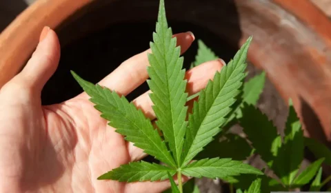 Anvisa autoriza cultivo de cannabis por empresas e amplia uso medicinal