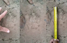 Morador relata novo encontro com onça e diz ter escapado da morte em Vilhena