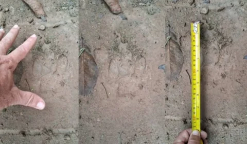 Morador relata novo encontro com onça e diz ter escapado da morte em Vilhena