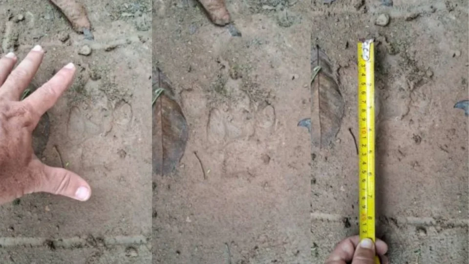 Morador relata novo encontro com onça e diz ter escapado da morte em Vilhena