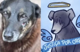 Caso do cachorro ‘Orelha’: morte de cão comunitário gera operação policial e repercussão nacional