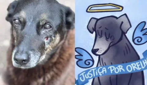 Caso do cachorro ‘Orelha’: morte de cão comunitário gera operação policial e repercussão nacional