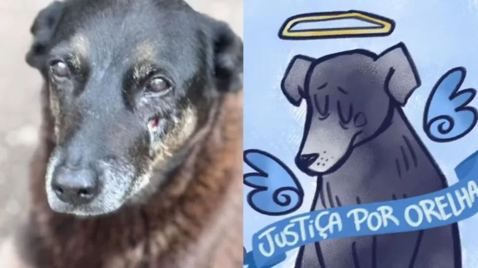 Caso do cachorro ‘Orelha’: morte de cão comunitário gera operação policial e repercussão nacional