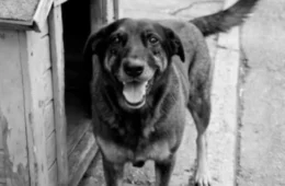 Caso do cachorro Orelha: entenda o que pode acontecer com os adolescentes investigados