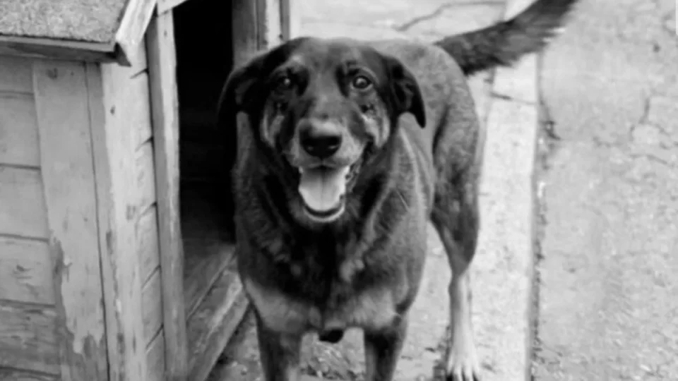 Caso do cachorro Orelha: entenda o que pode acontecer com os adolescentes investigados