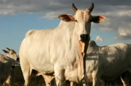 Assembleia Legislativa aprova redução do ICMS para saída de gado vivo em Rondônia