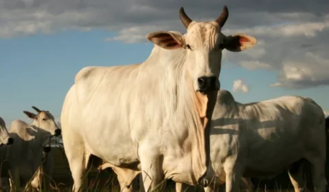 Assembleia Legislativa aprova redução do ICMS para saída de gado vivo em Rondônia