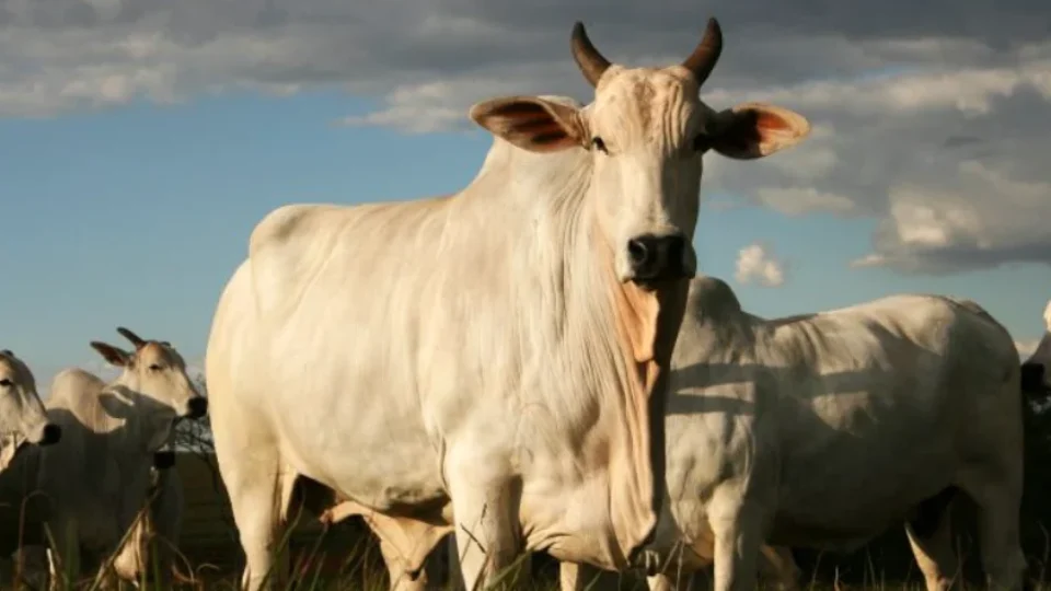 Assembleia Legislativa aprova redução do ICMS para saída de gado vivo em Rondônia