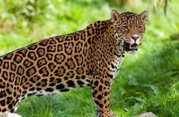 Relato de possível ataque de onça-pintada gera apreensão em área rural de Vilhena