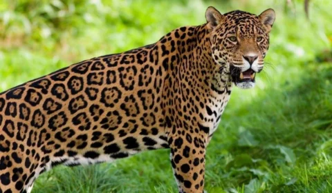 Relato de possível ataque de onça-pintada gera apreensão em área rural de Vilhena