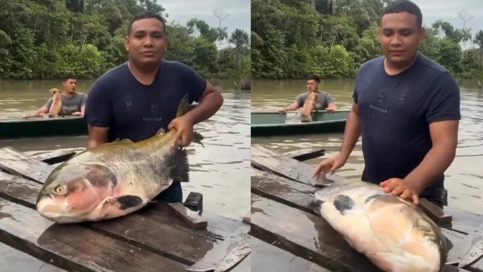 Tambaqui reforça identidade cultural e ambiental da Amazônia