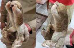 Bombeiros resgatam menor tamanduá do mundo em área urbana no Acre