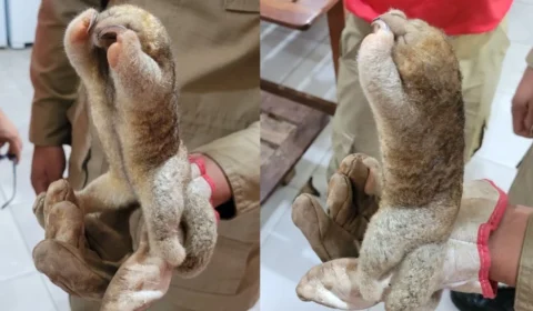 Bombeiros resgatam menor tamanduá do mundo em área urbana no Acre