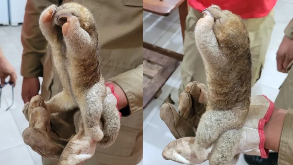 Bombeiros resgatam menor tamanduá do mundo em área urbana no Acre