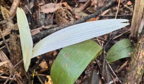 Palmeiras albinas surpreendem pesquisadores em unidade de conservação no Acre