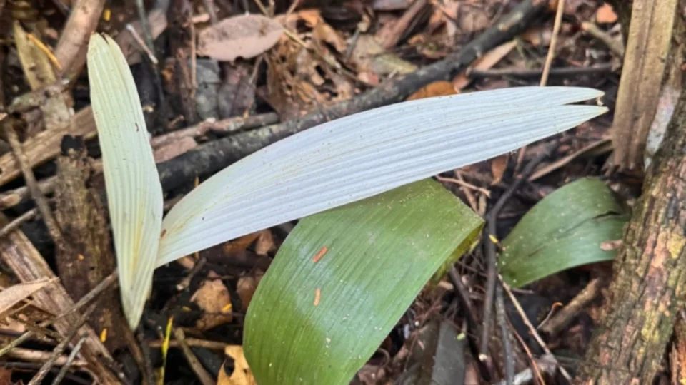 Palmeiras albinas surpreendem pesquisadores em unidade de conservação no Acre