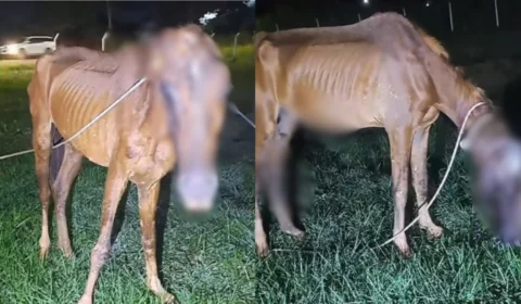 Bombeiros resgatam cavalo ferido e abandonado em rodovia