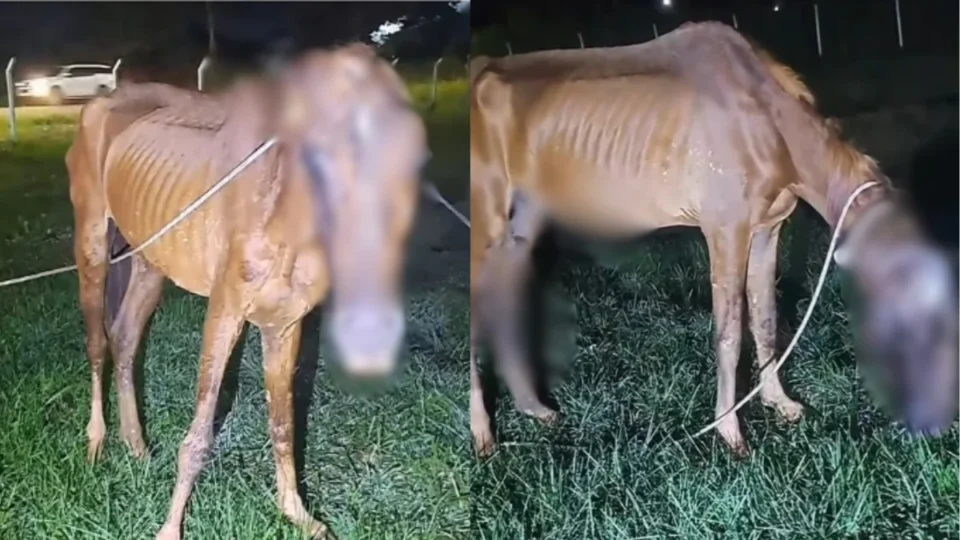 Bombeiros resgatam cavalo ferido e abandonado em rodovia