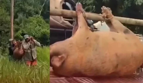 Porco que fugiu e viveu anos solto na mata é abatido pesando mais de 150 quilos; VÍDEO
