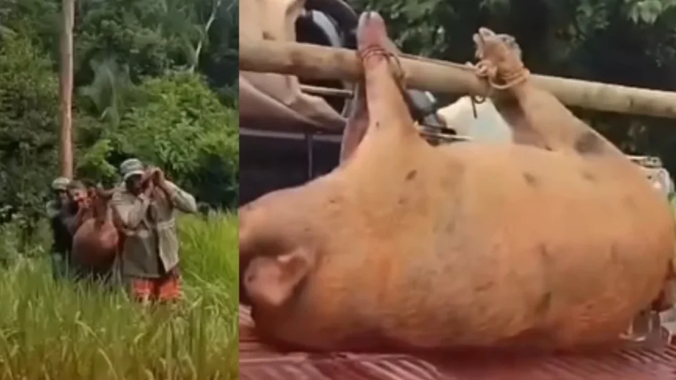 Porco que fugiu e viveu anos solto na mata é abatido pesando mais de 150 quilos; VÍDEO