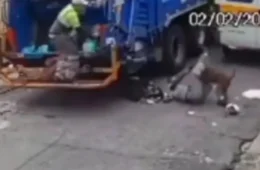 VÍDEO: pitbull escapa de casa e ataca coletores de lixo em São Paulo