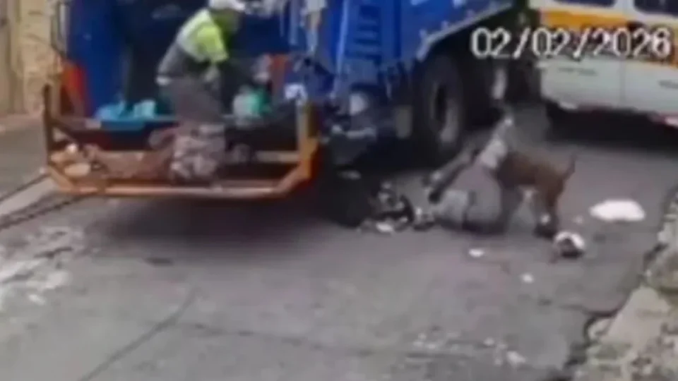 VÍDEO: pitbull escapa de casa e ataca coletores de lixo em São Paulo