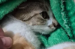 Mulher é presa após arremessar gata do 12º andar; animal sobrevive