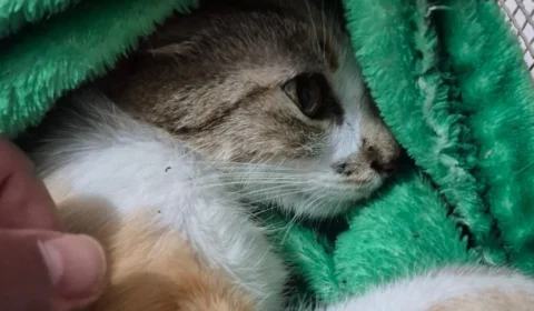 Mulher é presa após arremessar gata do 12º andar; animal sobrevive