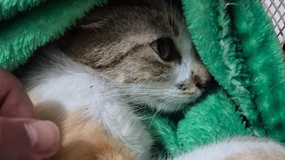 Mulher é presa após arremessar gata do 12º andar; animal sobrevive