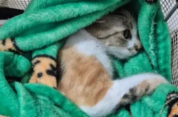 Justiça solta mulher suspeita de jogar gata do 12º andar; lembre caso