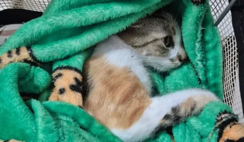 Justiça solta mulher suspeita de jogar gata do 12º andar; lembre caso