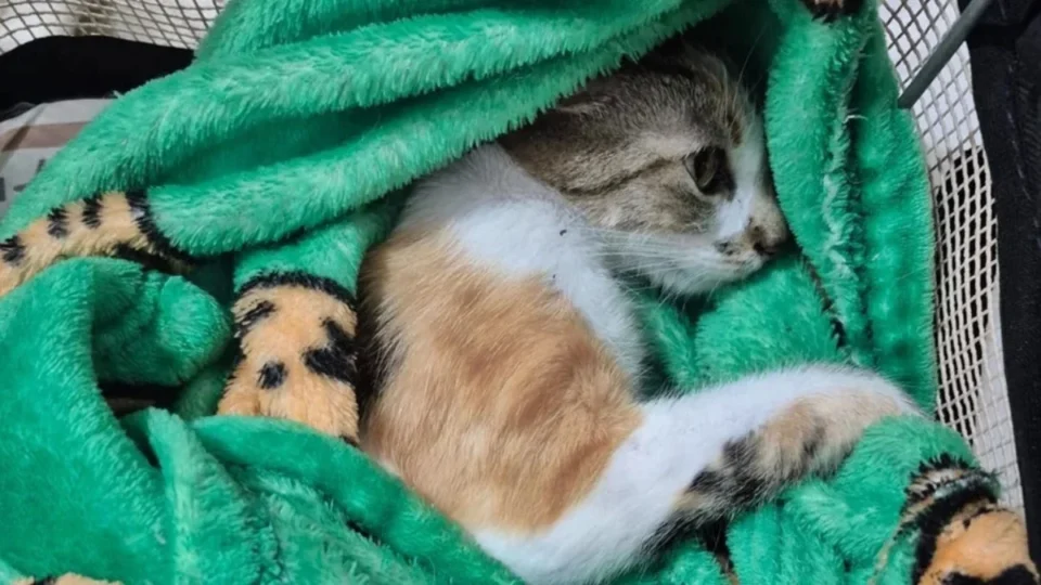 Justiça solta mulher suspeita de jogar gata do 12º andar; lembre caso