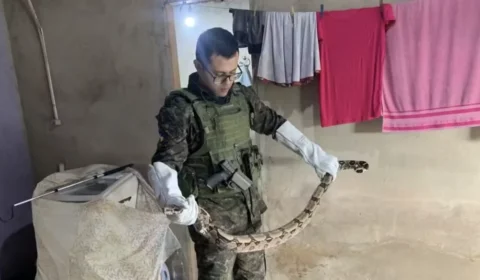 Jiboia é encontrada dentro de residência e mobiliza a Polícia Militar em Alta Floresta d’Oeste